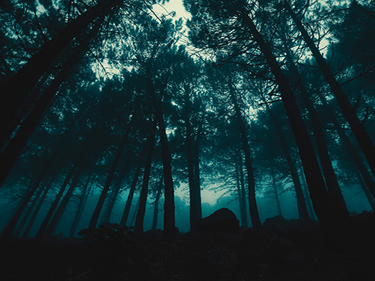 A dark, mysterious forest
