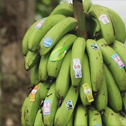 Fair Trade bananas