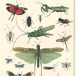 19th century insect illustrations