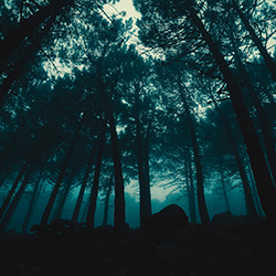 A dark, mysterious forest