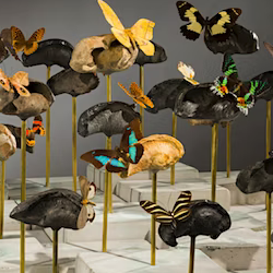 
								Butterflies and whale eardrum bones on pedestals
