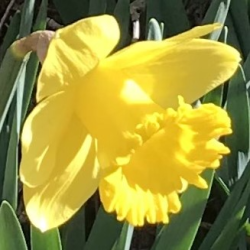 One yellow daffodil flower with green leaves.