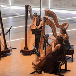 Bienen harp studio