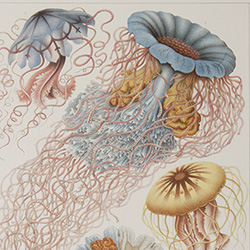 An illustration of blue and yellow jellyfish