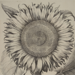 Detailed engraving of a sunflower